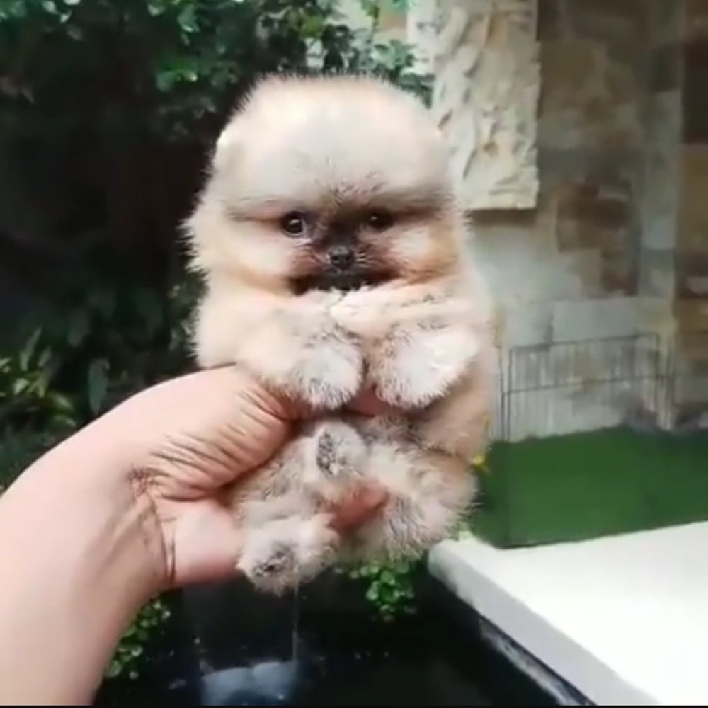 Meet your Posher, Tanya